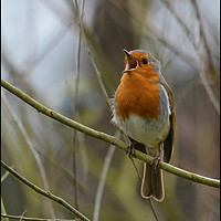 Buy canvas prints of robin redbreast singing  by kevin long
