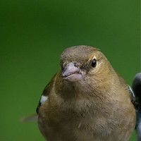 Buy canvas prints of chaffinch looking at me while im looking at him  by kevin long