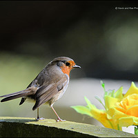 Buy canvas prints of Robin Redbreast             by kevin long