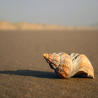 Buy canvas prints of  Shell by Eric Watson