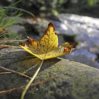 Buy canvas prints of  Autumn Leaf by Eric Watson