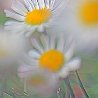 Buy canvas prints of Daisy Chain by Eric Watson