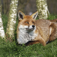 Buy canvas prints of  Red Fox by Robert Stocker