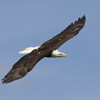 Buy canvas prints of  Bald Eagle in Flight by Robert Stocker