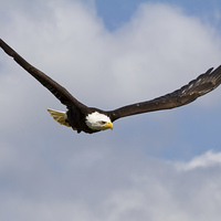 Buy canvas prints of   Bald Eagle in Flight by Robert Stocker