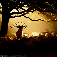 Buy canvas prints of Red Deer Stag The Call Of The Wild by Mark McElligott
