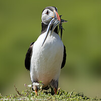 Buy canvas prints of Puffin With Sand eels by Mark McElligott