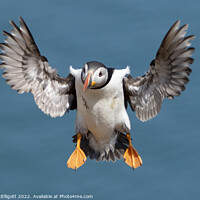 Buy canvas prints of Puffin With Landing Gear Out by Mark McElligott