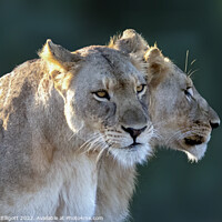 Buy canvas prints of Lions Ready, Focussed and Alert by Mark McElligott