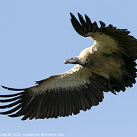 Buy canvas prints of White Backed Vulture Scouting The Skies by Mark McElligott