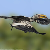 Buy canvas prints of Yellow Billed Hornbill Scouting The Skies by Mark McElligott