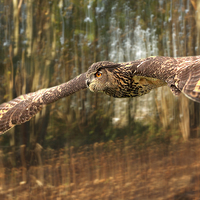 Buy canvas prints of  European Eagle Owl by Mark McElligott