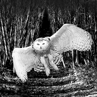 Buy canvas prints of Snow Owl  by Mark McElligott