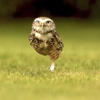 Buy canvas prints of  Burrowing Owl on the march left foot forward by Mark McElligott