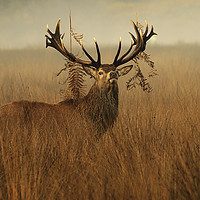 Buy canvas prints of The Last Stag Standing by Mark McElligott
