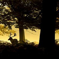 Buy canvas prints of Stag in the mist, early morning Richmond Park by Mark McElligott