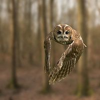 Buy canvas prints of Tawny Owl On The Hunt by Mark McElligott