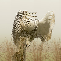 Buy canvas prints of Snow Owl, Eye Spy In The Mist by Mark McElligott