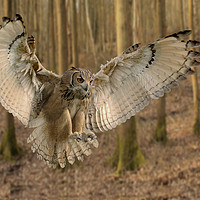Buy canvas prints of Eurasian Eagle Owl On The Hunt by Mark McElligott