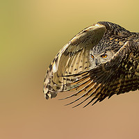 Buy canvas prints of European Eagle Owl on the Hunt by Mark McElligott