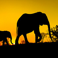 Buy canvas prints of Elephant Silhouette  by Mark McElligott