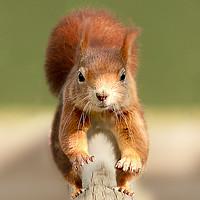 Buy canvas prints of Red Squirrel  by Mark McElligott