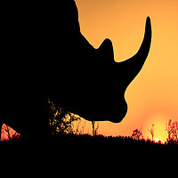 Buy canvas prints of Rino Silhouette by Mark McElligott