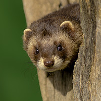 Buy canvas prints of Polecat On The Look Out by Mark McElligott