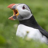 Buy canvas prints of Puffin Call Of Love by Mark McElligott