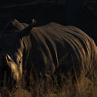Buy canvas prints of Rhino In The Evening Darkness by Mark McElligott