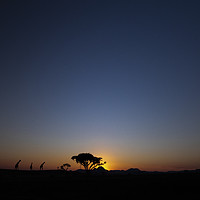 Buy canvas prints of Giraffes At Sunset by Mark McElligott