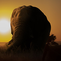 Buy canvas prints of Elephant at Sunset by Mark McElligott