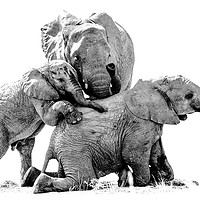 Buy canvas prints of Elephant Family Photo Shoot by Mark McElligott