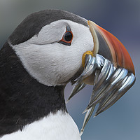 Buy canvas prints of Puffin With Sand Eels by Mark McElligott