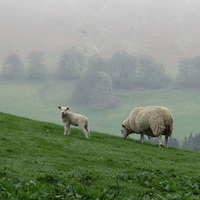 Buy canvas prints of  Sheep Perthshire by ian jackson