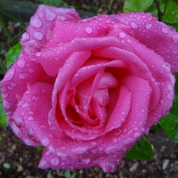 Buy canvas prints of Pink Rose after the Rain  by ian jackson