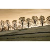Buy canvas prints of  Treeline at dusk by Michael Houghton