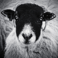 Buy canvas prints of Yorkshire Ewe by Michael Houghton