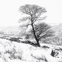 Buy canvas prints of  Bronte tree in the snow by Michael Houghton