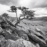 Buy canvas prints of Limestone Hawthorn   by Michael Houghton