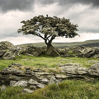 Buy canvas prints of  Noreber Hawthorn by Michael Houghton