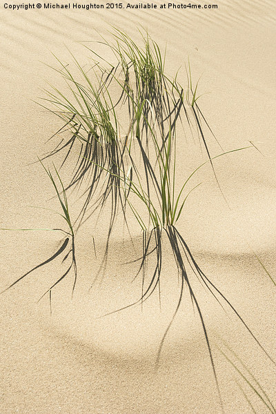 Grasses in the dunes  Picture Board by Michael Houghton