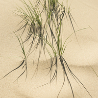 Buy canvas prints of Grasses in the dunes  by Michael Houghton