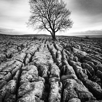 Buy canvas prints of  Malham Ash by Michael Houghton
