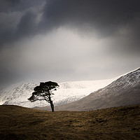Buy canvas prints of Clashgour Pine by Michael Houghton