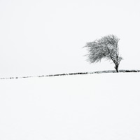 Buy canvas prints of Winter tree by Michael Houghton