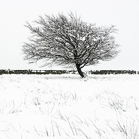 Buy canvas prints of Lone winter tree by Michael Houghton