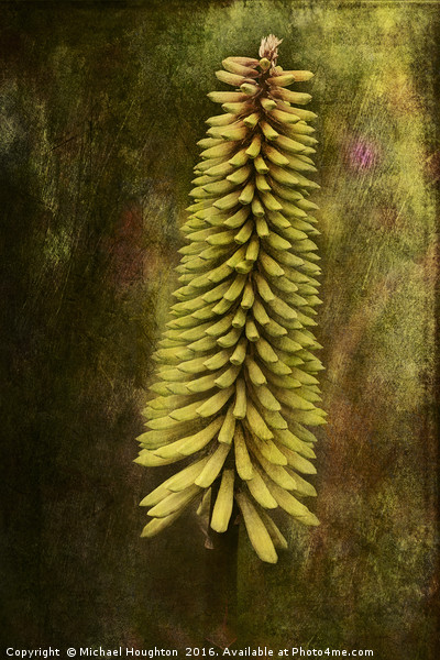 Kniphofia Picture Board by Michael Houghton