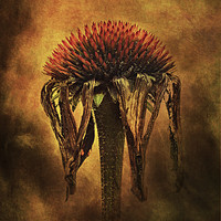 Buy canvas prints of Last days of an Echinacea by Michael Houghton