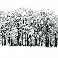 Buy canvas prints of Snowy copse by Michael Houghton